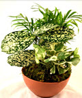 Plastic Terracotta Dishgardens